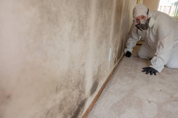 Best Emergency Mold Remediation  in Walled Lake, MI